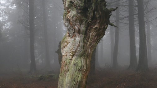 Tree at Croft Castle, Herefordshire